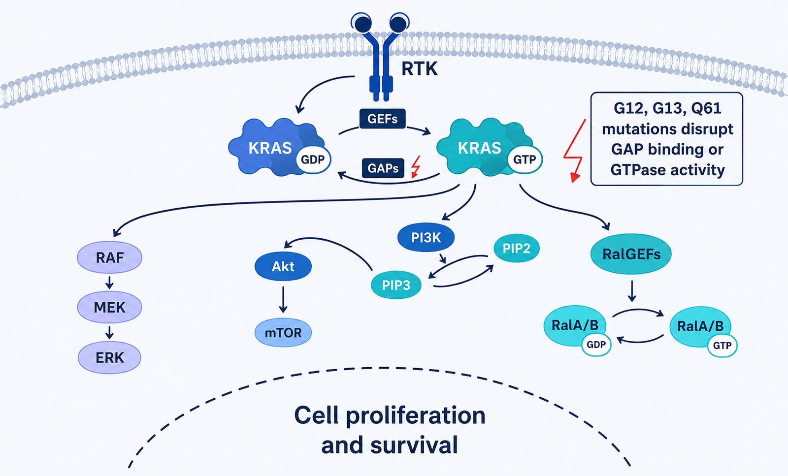 KRAS signaling diagram. RTK and GEFs activate GDP-to-GTP exchange. G12, G13, and Q61 mutations disrupt GAP binding or GTPase activity. Downstream RAF–MEK–ERK, PI3K–Akt–mTOR, and RalGEF branches drive cell proliferation and survival.
